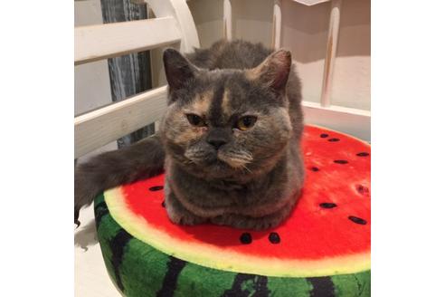 販売中のセルカークレックスの親猫